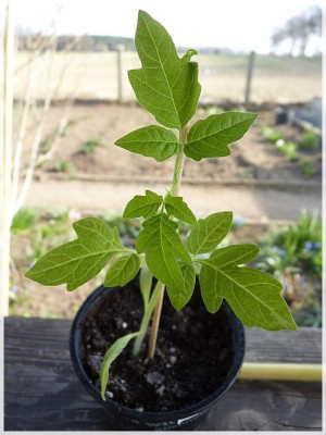 Eierpflaume_Seedling.jpg