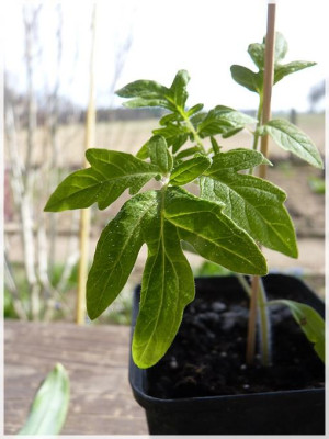 Golden_Queen_USDA_Seedling2.jpg