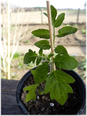 Lupitas_Seedling.jpg