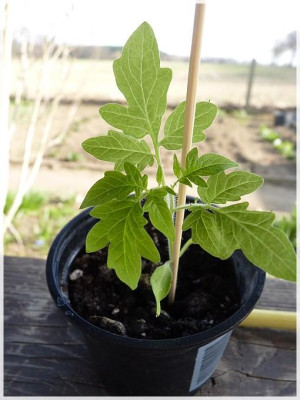 Serrat_Seedling.jpg