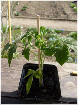 Sibirskij_Skorospelij_Seedling.jpg