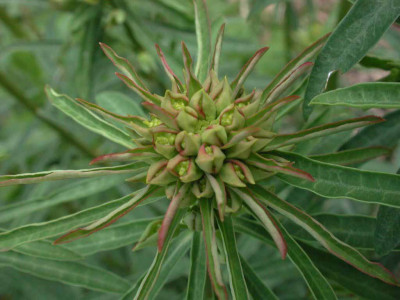 Euphorbia_X-2.jpg