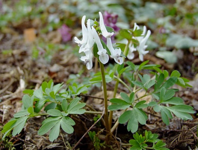 DSCF1314_eCorydalis_solida_Alba.JPG