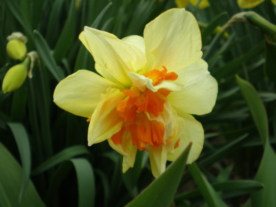 Narcissus_unbekannt_2011ea.jpg