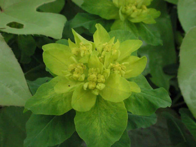 Euphorbia_polychroma_Blutenstand.jpg