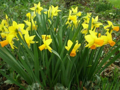 Narcissus_Jetfire__u._February_Gold_2011ea.jpg