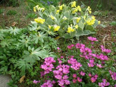 Primula_auricula_2011ea.jpg