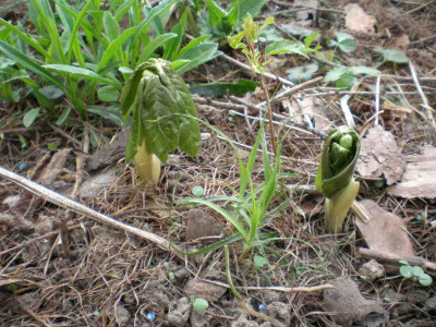 Podophyllum_peltatum_Austrieb_2011ea.jpg