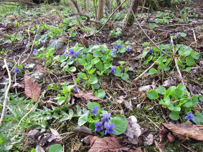 Veilchen_in_MGP_110404.jpg