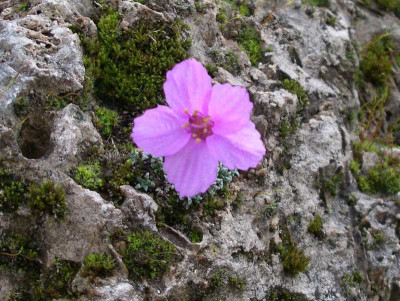 comp_Saxifraga_dinniki_Stasek_02.04.11.jpg
