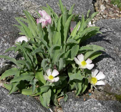 comp_Ranunculus_calandrinoides_02.04.11.jpg