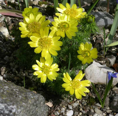 comp_Adonis_vernalis_02.04.11.jpg