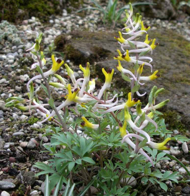 comp_Corydalis_schanginii_ssp._ainae_05.04.11.jpg