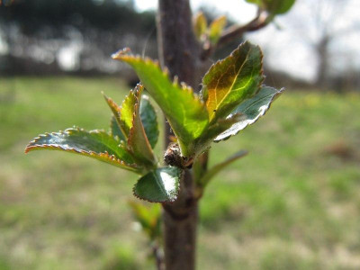 Malus_sikkimensis_110404.jpg