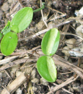 Winterling-pan.jpg