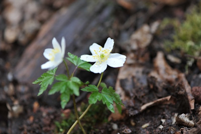 A._nemorosa.jpg