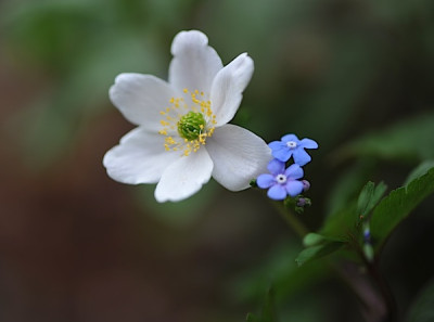 A._nemorosa_.jpg