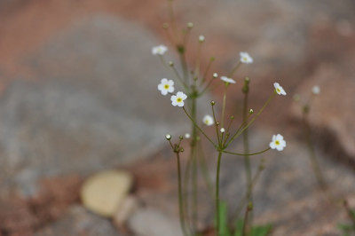 Androsace_septentrionalis.jpg