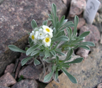 comp_Cryptantha_caespitosa_05.04.11.jpg
