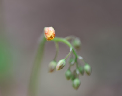 E._x_warleyense.jpg