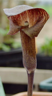 DSCF1367_eArisaema_ternatipartitum.JPG