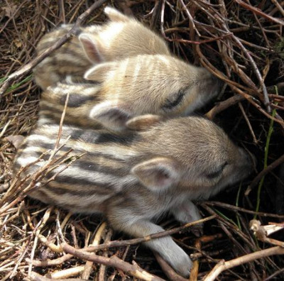 kleine-schweinchen.jpg