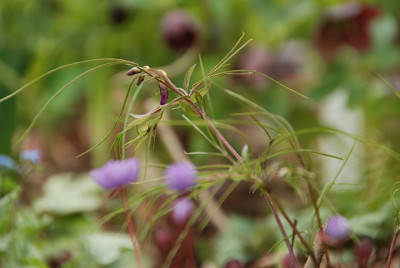 lath_vernus_spring.jpg