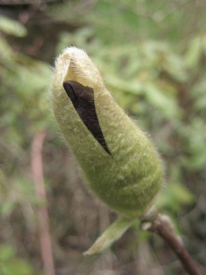 2011-04-06_Genie.jpg
