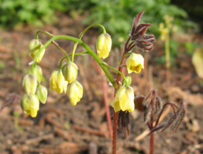 Epimedium_pinnatum_subsp_colchicum_800x600.jpg