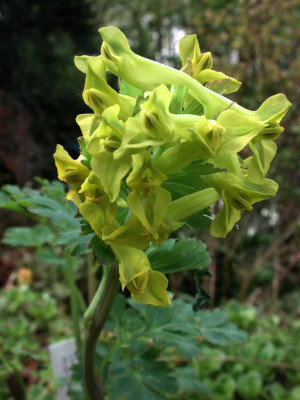Corydalis_Anetkas_Goldzwerg.jpg