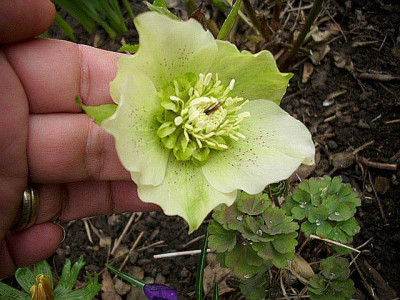 2011_cremegelbe_anemone.jpg