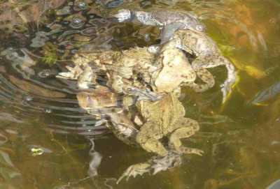 Gruppensex_im_Gartenteich.JPG