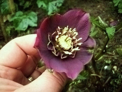 2011_dunkelrote_anemone.jpg