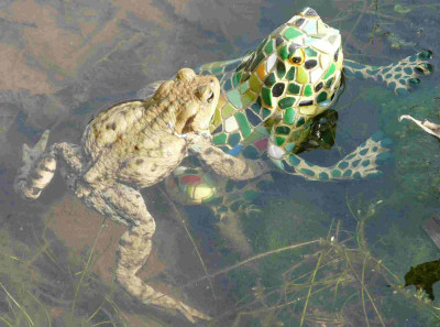 Gummifrosch.jpg