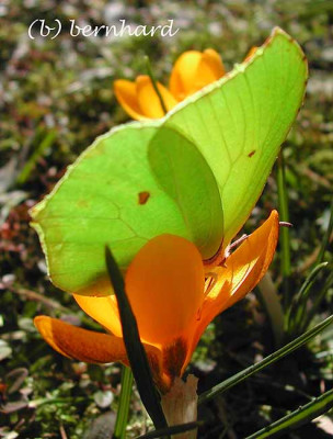 crocus_zitronenfalter.jpg