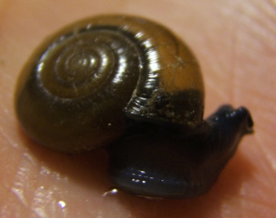 Oxychilus_draparnaudi.JPG
