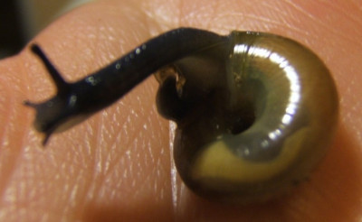Schnecke_Nabel.JPG