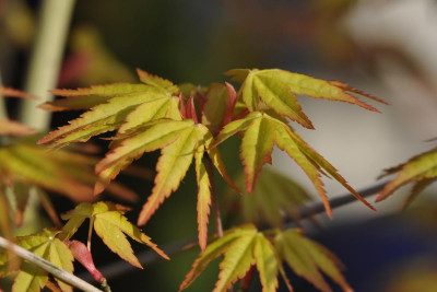 Acer-Katsura.jpg