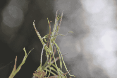 Acer-Koto-no-ito.gif