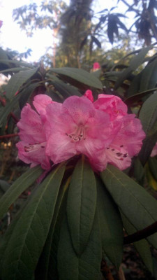 Kopie_von_07042011128R.arboreum_ssp.cinnamoneum_var.roseum_Bu_186.jpg