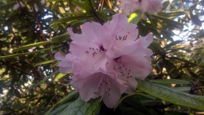Kopie_von_07042011133R.floribundum_C.5090.jpg