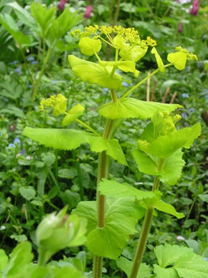 Smyrnium_perfoliatum_27_04_05.jpg