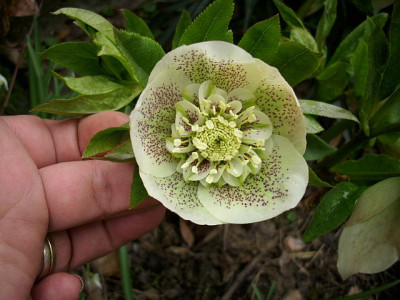 2011_spotted_anemone.jpg