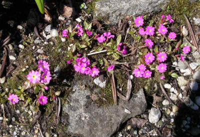 comp_Primula_rosea_07.04.11.jpg