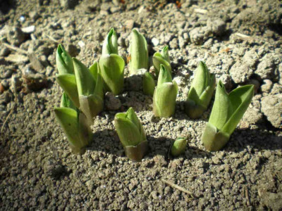 Hosta_Green_Mouse_Ears_Austrieb_2011ea.jpg