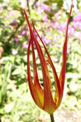 tulipa_acuminata._offen.jpg