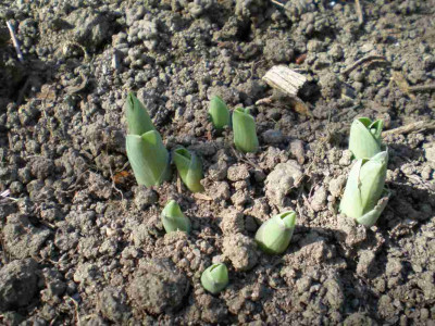 Hosta_Blue_Mouse_Ears_Austrieb_2011ea.jpg