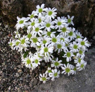 comp_Callianthemum_anemonoides_07.04.11.jpg