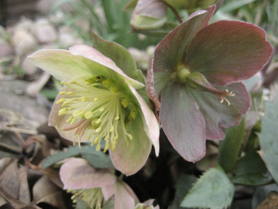 2011-04-07_Helleborus.jpg