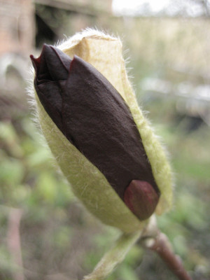 2011-04-07_Genie.jpg